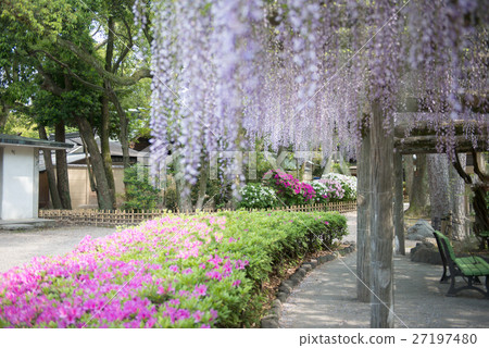 富士和杜鵑花之間的合作 27197480