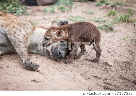 Baby Spotted hyena with his mother. Baby Spotted hyena with his mother. 27197552