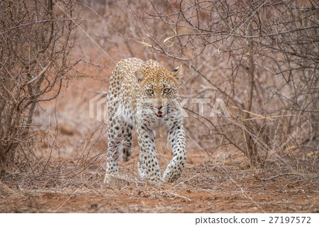 Leopard walking towards the camera. 27197572