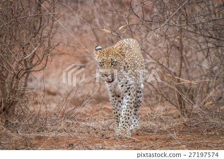 Leopard walking towards the camera. 27197574