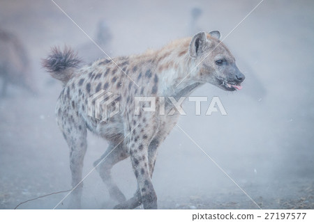 Spotted hyena running in the dust. 27197577