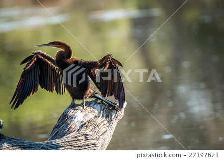 Preening African darter. Preening African darter. 27197621