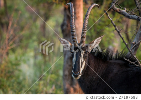 Starring Sable antelope bull. 27197688