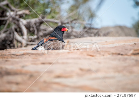 Bateleur standing on a koppie. Bateleur standing on a koppie. 27197697