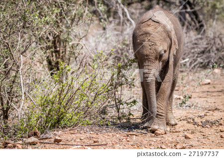 Baby Elephant walking towards the camera. Baby Elephant walking towards the camera. 27197737