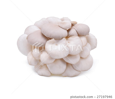 oyster mushroom on white background oyster mushroom on white background 27197946