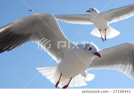 竹島的Ulysimo 27198442