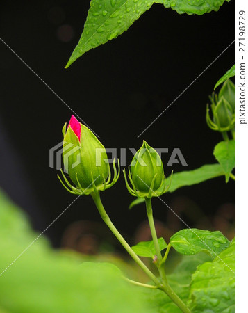 Flower bud of American fly Flower bud of American fly 27198729