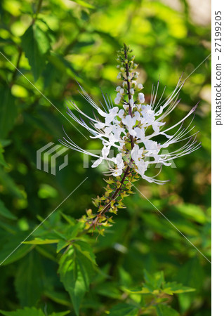 Feline bean sprouts 27199205