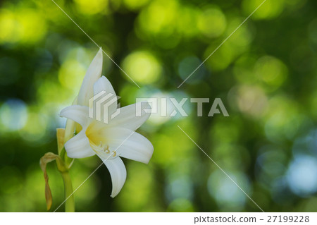 Amaryllis Belladonna 27199228