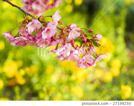 河津櫻花和油菜花 河津櫻花和油菜花 27199250