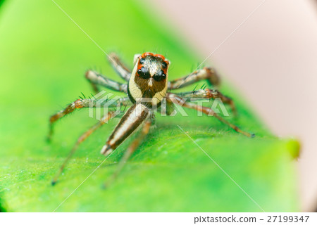 Male Two-striped Jumping Spider Male Two-striped Jumping Spider 27199347