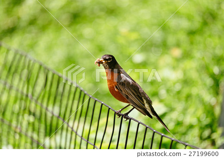 Beautiful branch in nature keeps the mouth 27199600