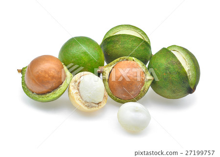 fresh macadamia isolated on white background 27199757