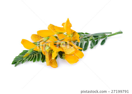 Sesbania isolated on white background Sesbania isolated on white background 27199791