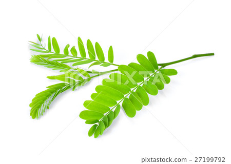 Tamarind leaves isolated on white background 27199792