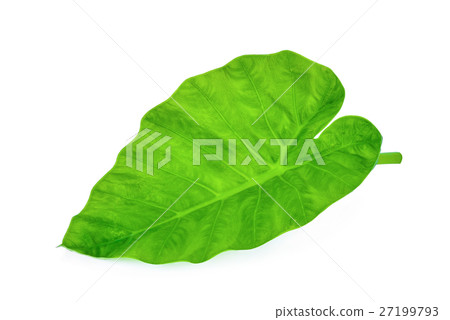 green caladium leaf isolated on white background 27199793