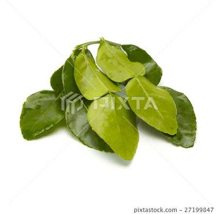 Bergamot leaf 27199847