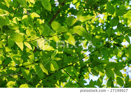 Vivid green leaves 27199927