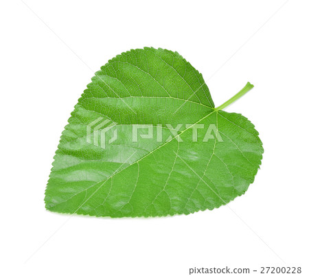 Mulberry leaves isolated on white background 27200228