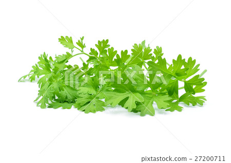 Coriander isolated on white Coriander isolated on white 27200711