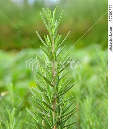 Rosemary leaves Close-up. Rosemary leaves Close-up. 27200751