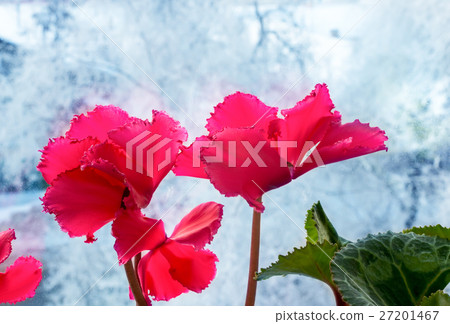 concept cozy of cyclamens on winter background concept cozy of cyclamens on winter background 27201467