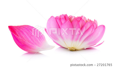 lotus flower on white background 27201765