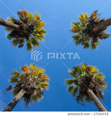 Nice four palm trees in the blue sky. 27202418