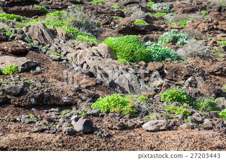 East coast of Madeira island - Ponta de Sao  27203443