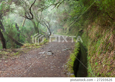 Laurel forest on Madeira Laurel forest on Madeira 27203626