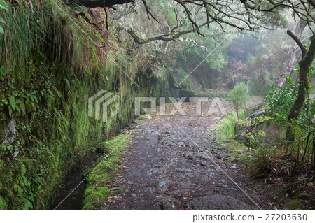Laurel forest on Madeira 27203630