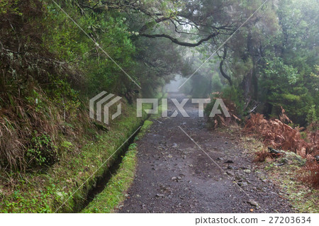 Laurel forest on Madeira 27203634