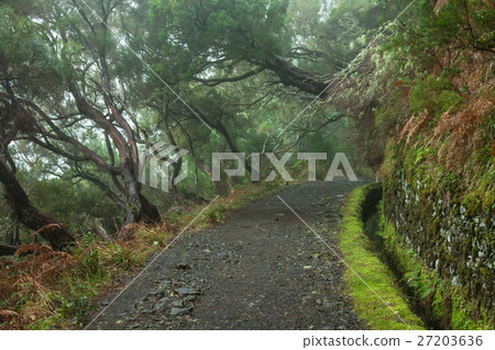 Laurel forest on Madeira 27203636