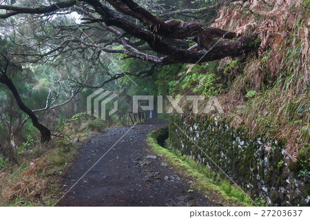 Laurel forest on Madeira 27203637