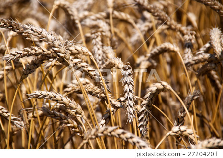 Close up of ripe wheat ears Close up of ripe wheat ears 27204201
