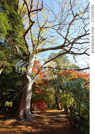 Autumn leaves at Fukiji Temple (Bungotakada City, Oita Prefecture) Autumn leaves at Fukiji Temple (Bungotakada City, Oita Prefecture) 27204392
