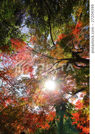 Autumn leaves at Fukiji Temple (Bungotakada City, Oita Prefecture) Autumn leaves at Fukiji Temple (Bungotakada City, Oita Prefecture) 27204399