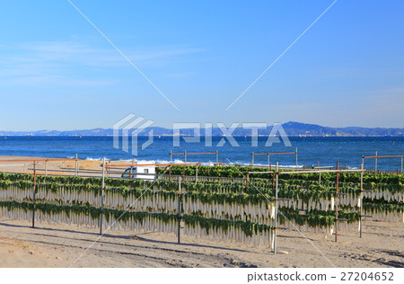 在Miura海岸的干蘿蔔在冬天 在Miura海岸的干蘿蔔在冬天 27204652