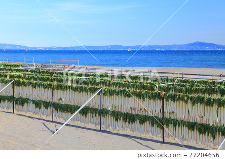 在Miura海岸的干蘿蔔在冬天 27204656