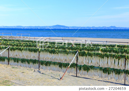 Dried radish on the Miura coast in winter 27204659