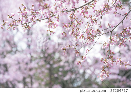 櫻桃芽按鈕(高鍵) 櫻桃芽按鈕(高鍵) 27204717