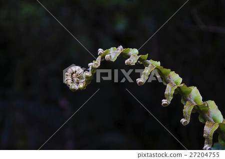 蕨類植物 蕨類植物 27204755