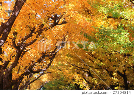 Look up golden ginkgo tree trees Look up golden ginkgo tree trees 27204814