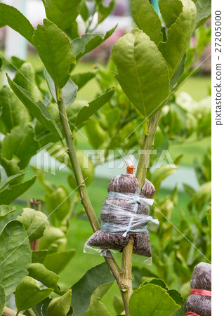 Plant Propagation Background 27205000