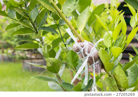 Plant Propagation Background 27205269