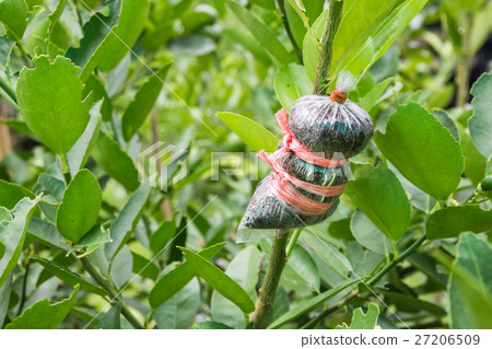 Plant Propagation Background 27206509