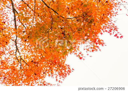 Beautiful Colorful Autumn Leaves Beautiful Colorful Autumn Leaves 27206906