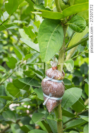 Plant Propagation Background Plant Propagation Background 27207372