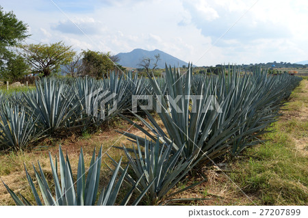Agave (Tequila village in Mexico) 27207899